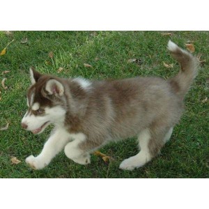 STUNNING BLUE-EYES SIBERIAN HUSKY PUPPY FOR FREE ADOPTION(female)