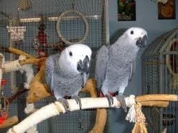 A pair of Congo grey parrots ready for a new home