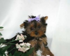 Two Xmas  Micro Tiny Teacup Yorkie Puppies.