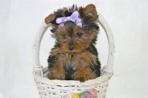 Xmas cute and adorable yorkie puppies