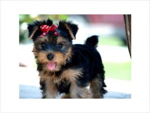 Healthy Well Trained Teacup Yorkie Puppies Available