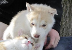 Astonishing Siberian Husky Puppies.