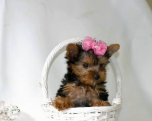 Two Gorgeous TeaCup Yorkie Puppies Available