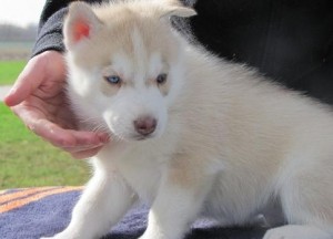 Hold 4 Sue Siberian Husky For Loving Homes