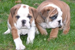 BEAUTIFUL ENGLISH BULLDOG PUPPIES FOR ADOPTION