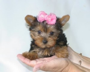 Wow... Adorable Yorkie Puppies for adoption 2