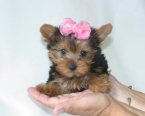Wow... Adorable Yorkie Puppies for adoption