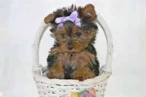 good-natured only Two Yorkshire Terrier pups for sale