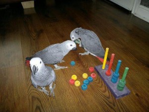 Dna tested Pair Of African Grey Parrots Needing Their New Homes