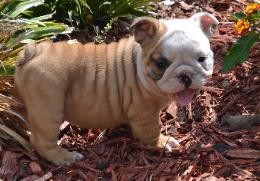 Healthy English Bulldog puppies for Rehoming