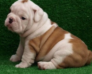 Lovely English Bulldog puppies awaiting their forever home