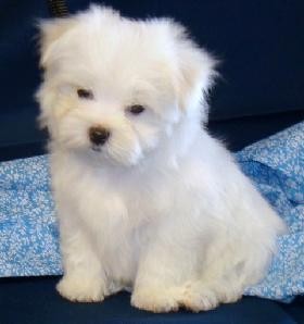 adorable maltese for homing adoption