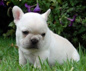 adorable french bulldog puppies for good homes