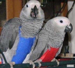 Congo African grey parrots Available For Adoption