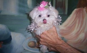 Teacup Maltese puppies for adoption