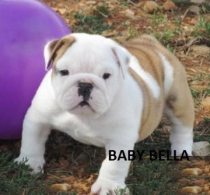 English Bulldog Puppy For Adoption (Bella)