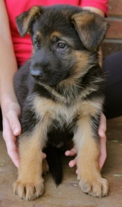 German Shepherd Dog Puppies For Sale