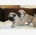 Healthy pug puppies for adoption