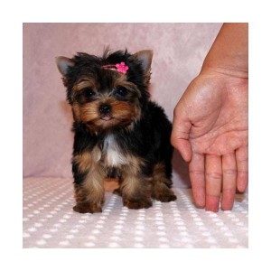 Outstanding  AKC Reg Tea Cup Yorkie Puppies