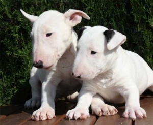 Cute Christmas Bull terrier Puppies Ready Now!!