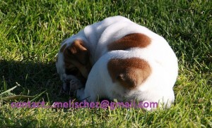 Super cute English bulldog puppies