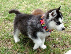 LOVELY AND CHARMING BLUE EYE SIBERIAN HUSKY PUPPIES AVAILABLE FOR GOOD HOMES