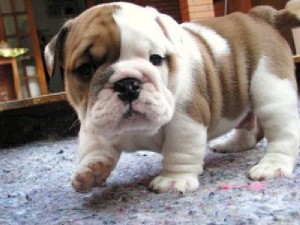 Charming Xmas Male And A Female English Bulldog Puppies For Your Kids Now Ready