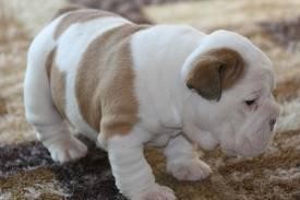 ****stunning bulldogs****