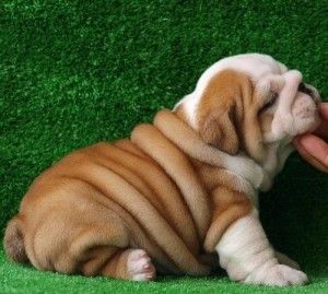 Cute AKC English Bulldog puppies for adoption.