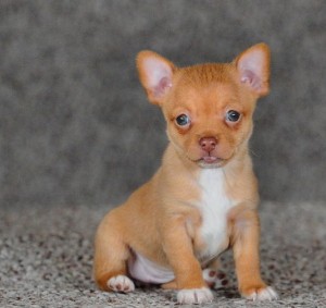 Chihuahua Puppies for Sale