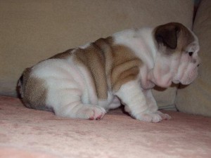 ***Authentic English Bulldog Puppies For Re-homing***