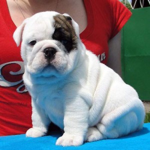 ENGLISH BULLDOG PUPPIES FOR ADOPTION