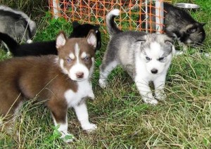 Siberian Husky Puppies for Adoption