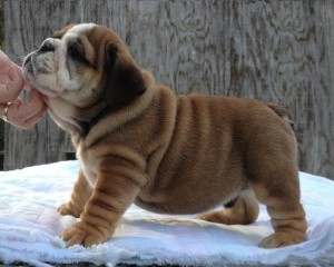 English bulldog puppies for sale to approved homes