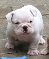 Male &amp; Female English bulldog puppies available