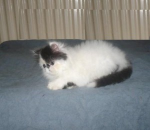 LOVELY PERSIAN KITTENS FOR ADOPTION