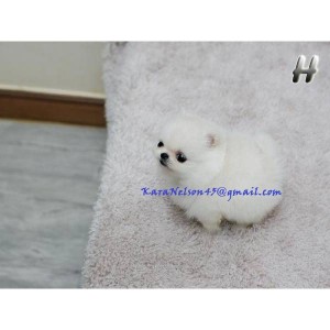 Healthy Teacup Pomeranian Puppies for adoption