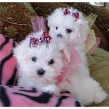 Two Gorgeous Teacup Maltese puppies