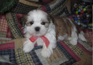 shih tzu puppies