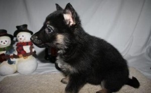 German Shepherd Puppies Available