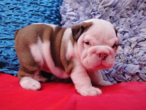 akc english bulldog puppies