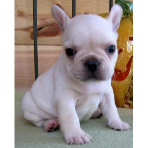 french bulldog puppies