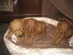 Toy Poodle Puppies For Adoption