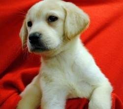 Lovely Labrador puppies for adoption