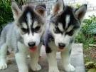 siberian huky puppies for adoption