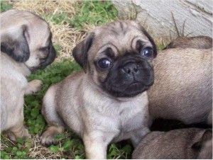 Pug Puppies