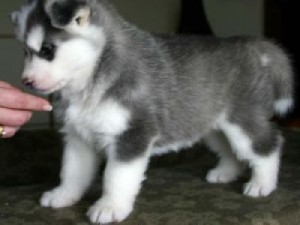 MALE AND FEMALE SIBERIAN HUSKY PUPIES LOOKING FOR A LOVING HOME AT NO COST