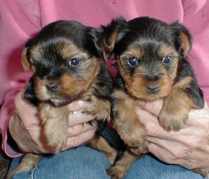 Yorkie puppies for good home