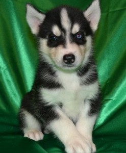 male and female Siberian husky  poppies for free adoption