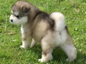 Alaskan Malamute Puppies ready for a new home now